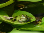 FZ008370 Marsh frog (Pelophylax ridibundus) on leaf.jpg